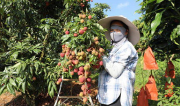 荔枝嫁接技术视频,视频详解嫁接技巧与要点